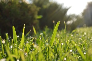 grass-364116_1280